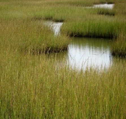 Prairie and Marsh Wetlands - Galveston Island Nature Tourism Council