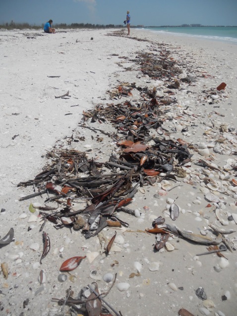 The Wrack Line: What is it? - Galveston Island Nature Tourism Council