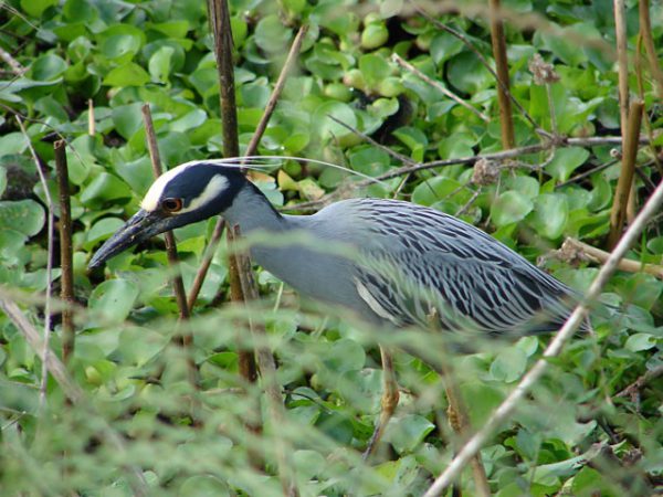 Birding by Car Itineraries - Galveston Island Nature Tourism Council