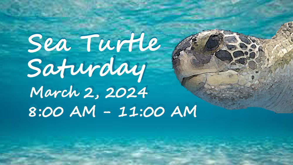 Sea Turtle Saturday Galveston Island Nature Tourism Council